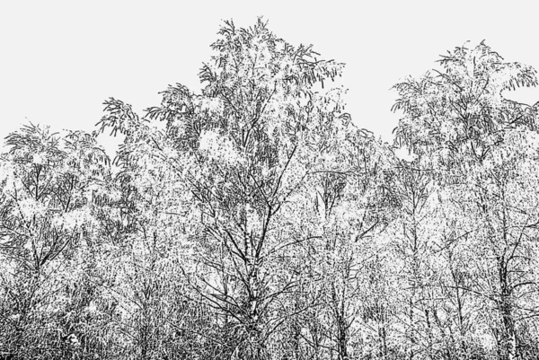 Winterbos Natuur Achtergrond — Stockfoto