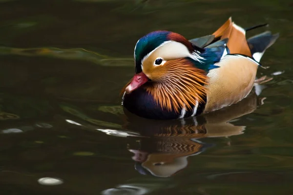 Mandarinenente Gefiederter Vogel — Stockfoto