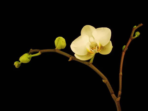 Belle Orchidée Fleurs Pétales Flore — Photo