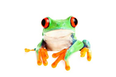 frog isolated on white for banner etc clipart