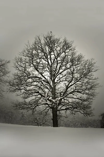 Eenzame Boom Het Veld — Stockfoto