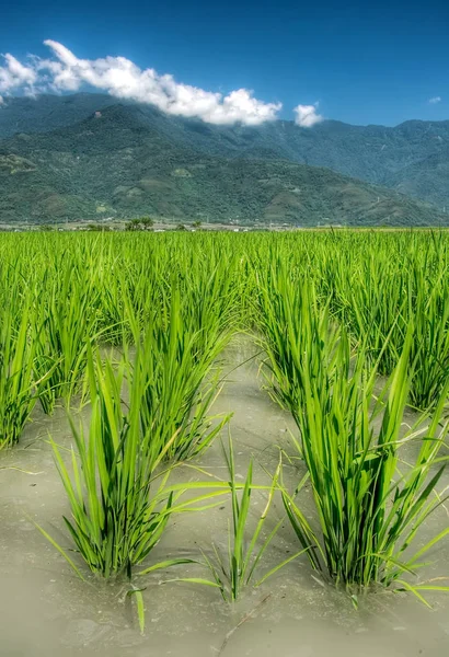 Hermosa Tierra Cultivo Arroz Agua — Foto de Stock