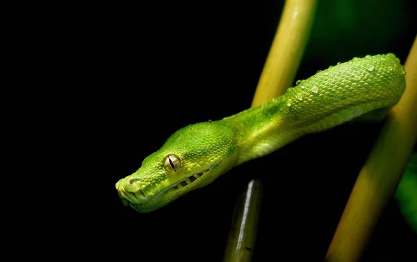 Blick Auf Majestätische Wilde Pythonschlange — Stockfoto