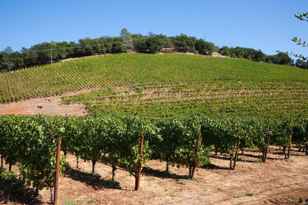 Napa Valley Wine Growing Region Nappa Usa — стоковое фото