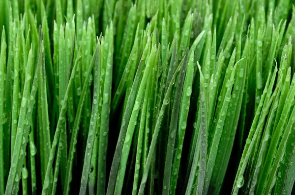 Horisontell Närbild Dagg Grönt Gräs — Stockfoto
