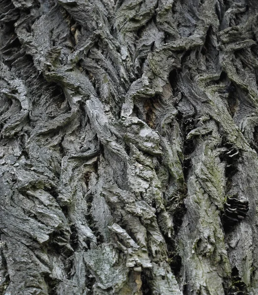 Ağaç Gövdesi Dokusu Kabuk Yüzeyi — Stok fotoğraf