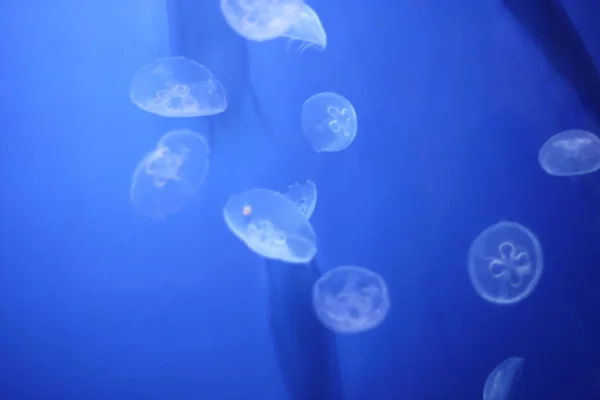 Medusas Mar Submarino Criatura Vida Marina — Foto de Stock