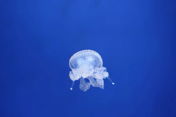 水生水母海水底水母海洋生物 — 图库照片