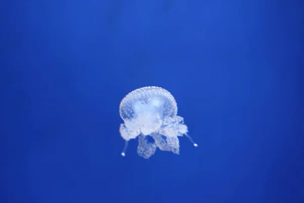 Medusas Acuáticas Mar Submarino Criatura Vida Marina — Foto de Stock