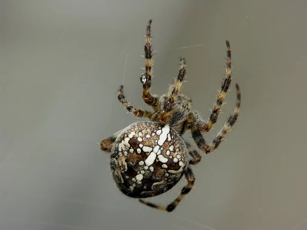 Zahradní Pavouk Hmyzí Zvíře — Stock fotografie