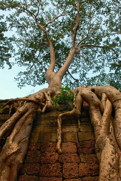 Tree Aerial Roots Cambodia —  Fotos de Stock