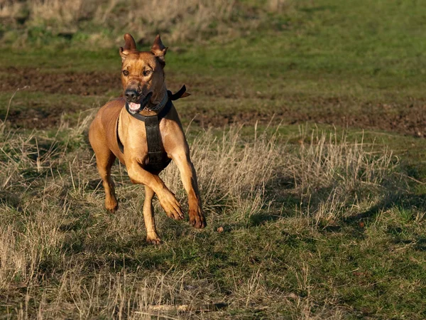 Portret Van Een Schattige Hond — Stockfoto