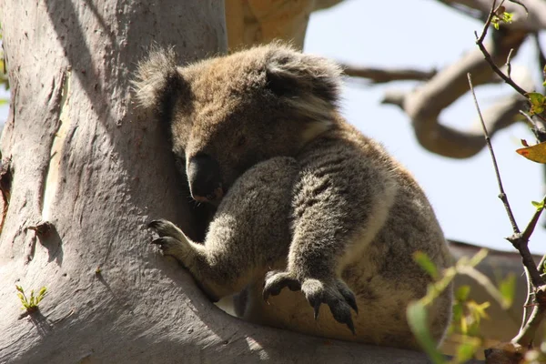 Fauler Koala Baum — Stockfoto