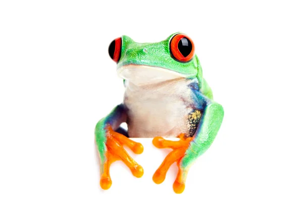 Frosch Isoliert Blick Über Rand — Stockfoto