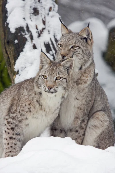 Lince Joven Con Madre —  Fotos de Stock