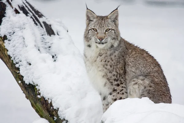 Lynx Wild Dier Natuur Grote Kat — Stockfoto