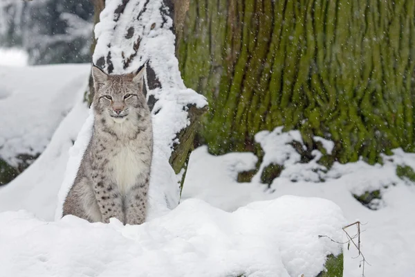 Lynx Wild Dier Natuur Grote Kat — Stockfoto