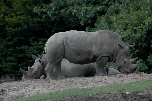 Afrikaanse Dier Neushoorn Schepsel Fauna — Stockfoto