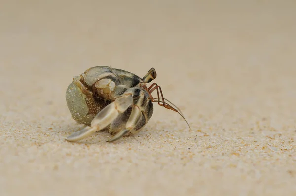 Krab Poustevník Pláži — Stock fotografie