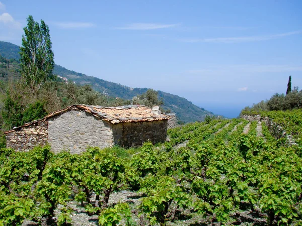 Casa Piedra Gris Con Viña — Foto de Stock