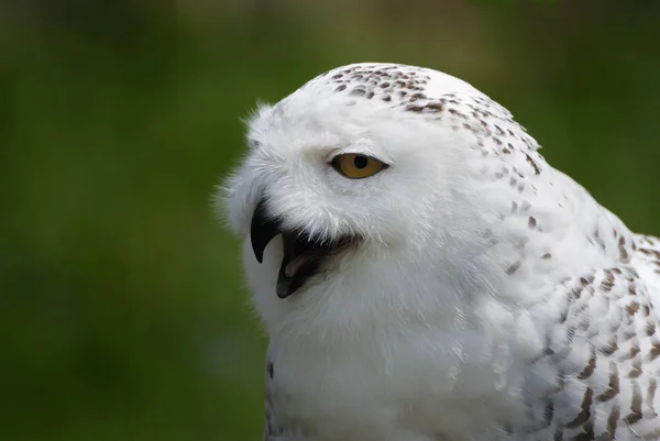 Burung Hantu Salju Snow Owl Bubo Scandiacus Nyctea Scandiaca — Stok Foto