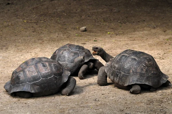 Gewapende Jonge Galapagosschildpadden — Stockfoto