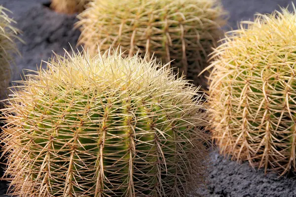 Piękne Botaniczne Ujęcie Naturalna Tapeta — Zdjęcie stockowe