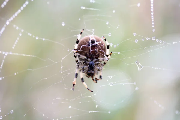 Bug Aranha Inseto Assustador — Fotografia de Stock