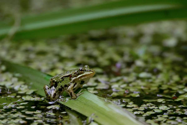 Rana Animal Estanque Anfibios — Foto de Stock