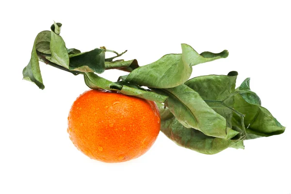 Mandarine Isoliert Auf Weiß — Stockfoto