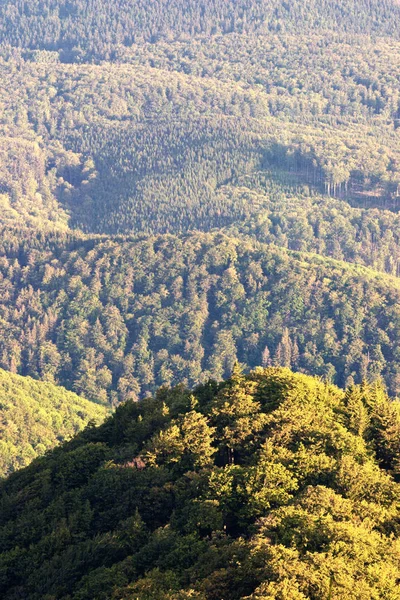 Vahşi Ormanın Flora — Stok fotoğraf