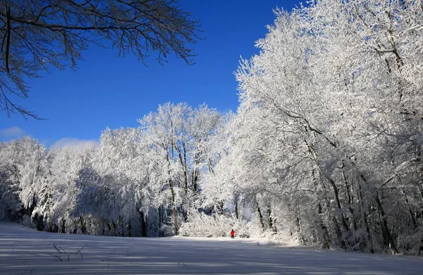 Floresta Inverno Profundo — Fotografia de Stock