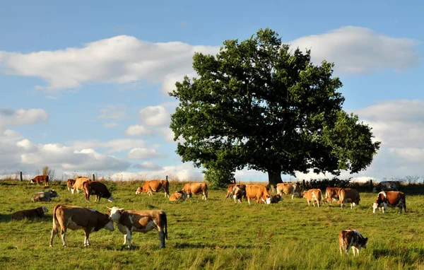 Krávy Přírodní Krajině Selektivní Zaměření — Stock fotografie