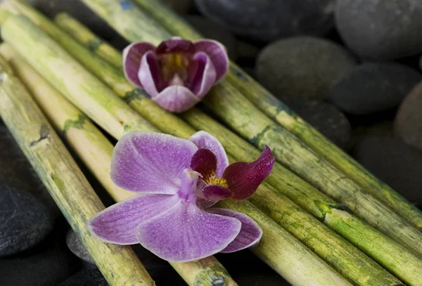 Цветение Естественных Орхидей Растение Флоры Стоковая Картинка