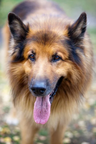 コリー血統の犬動物ペット — ストック写真