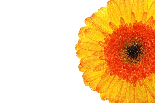 Blomblad Gerbera Flora — Stockfoto