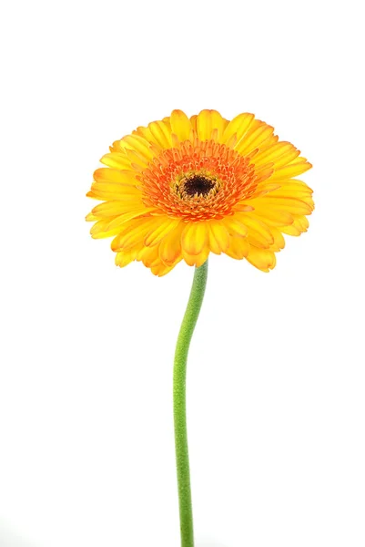 Gerbera Bloemblaadjes Flora — Stockfoto