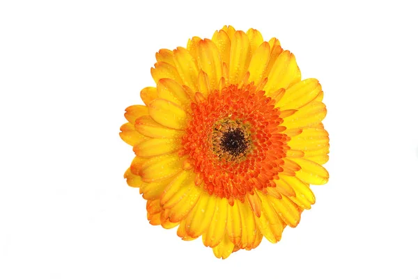 Blomblad Gerbera Flora — Stockfoto