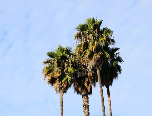 Fondo Palmera Espacio Copia — Foto de Stock