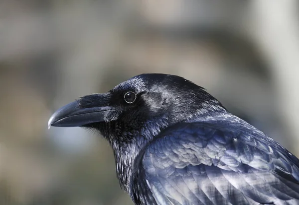 Vacker Utsikt Över Vacker Fågel Naturen — Stockfoto