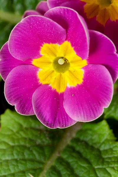 Malebný Pohled Krásné Barevné Primrose — Stock fotografie