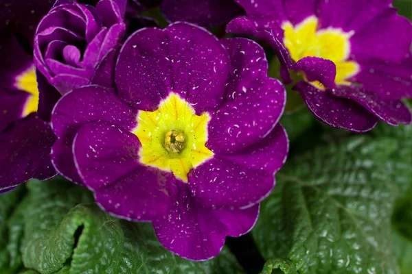 Scenic View Beautiful Colorful Primroses — Stock Photo, Image