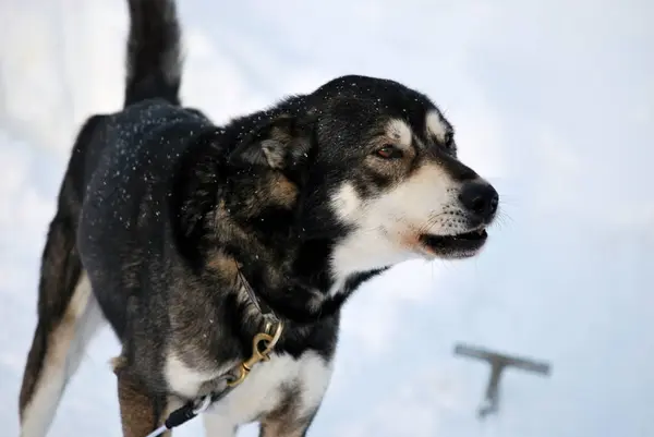 stock image husky dog, animal pet