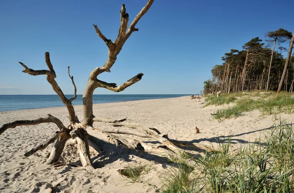 Árvore Morta Praia — Fotografia de Stock