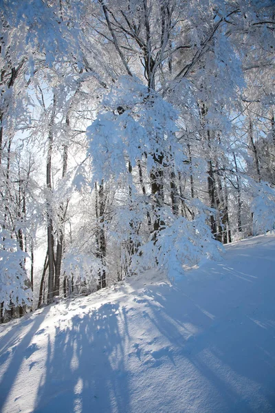 Sun Snowy Forest — Stock Photo, Image