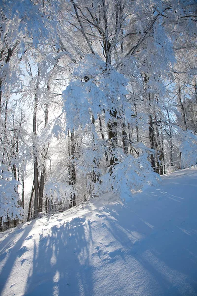 Sol Floresta Nevada — Fotografia de Stock