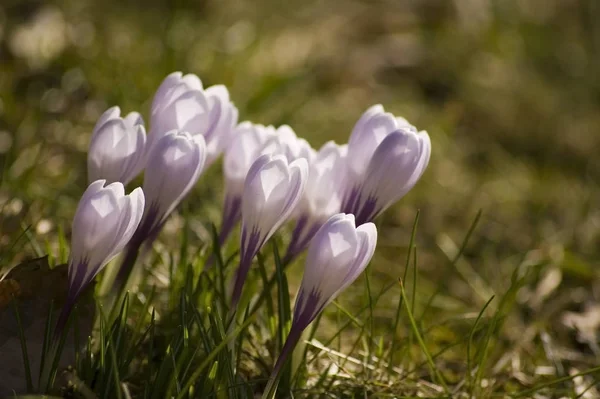 Crocus Bahar Çiçekleri — Stok fotoğraf