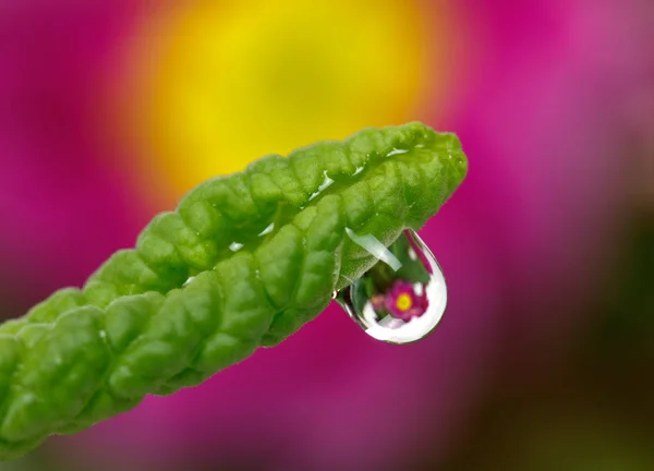 Blad Naturen Med Dropp — Stockfoto