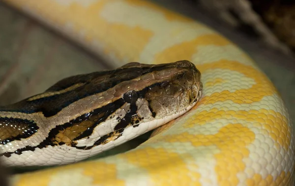 Diamante Python Morelia Spilota — Foto Stock