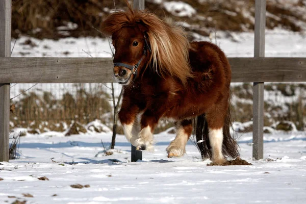 Pony Shetland Corriendo Nieve — Foto de Stock